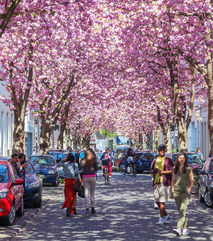 Cherry Blossom Avenue, Bonn, Germany