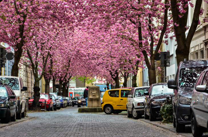 Cherry Blossom Avenue, Bonn, Germany