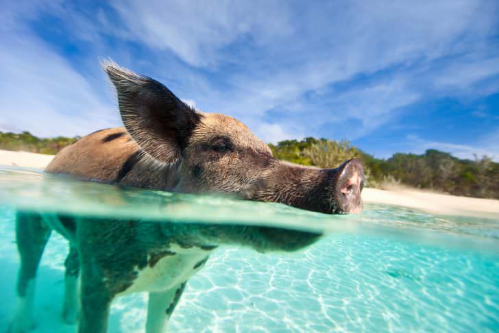 Plaukiojanti kiaulė vandenyje paplūdimyje Exuma saloje Bahamuose