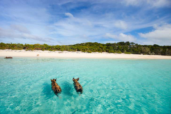 Swimming pigs of the Bahamas in the Out Islands of the Exuma