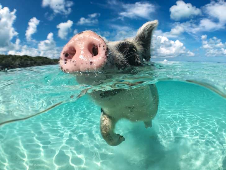 Laukinė, plaukiojanti kiaulė „Big Majors Cay“ Bahamuose