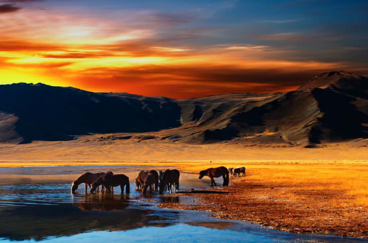 Horses in Mongolia