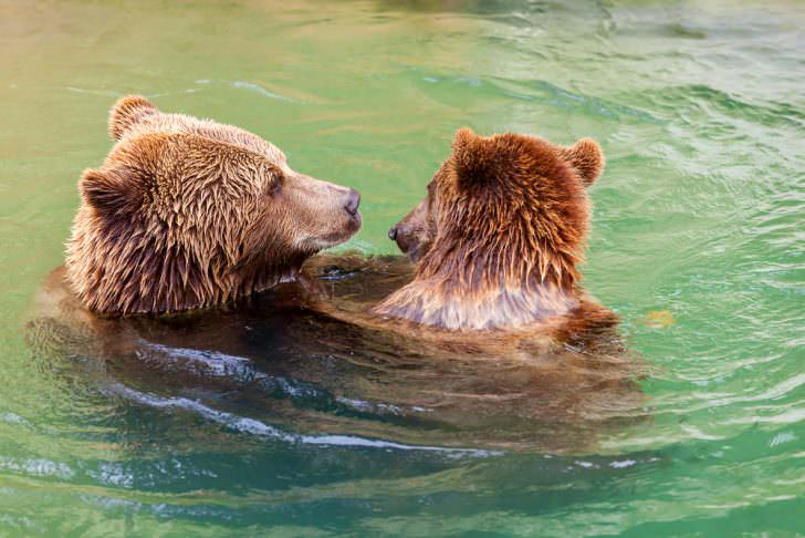 Friendly brown bears playing in the water, Bern