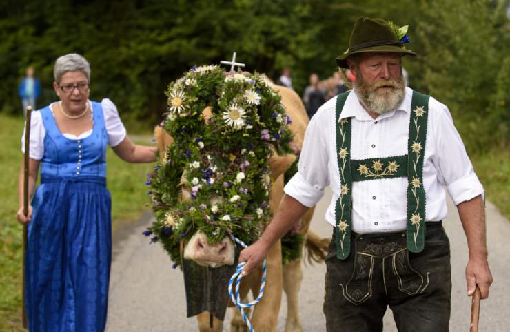 Cows with traditional decoration during the Almabtrieb celebration