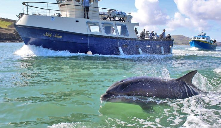 Dolphin-watching, Dingle