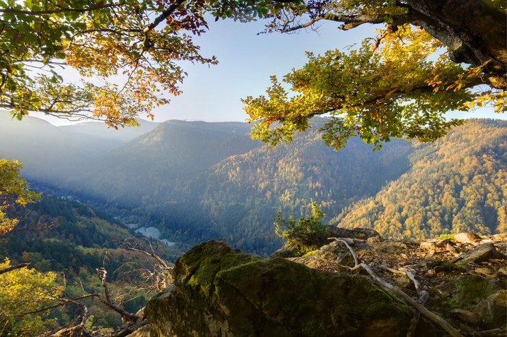 The Black Forest National Park, Germany