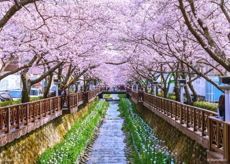 Cherry blossom at Yeojwacheon Stream, Jinhae sakura festival, South Korea