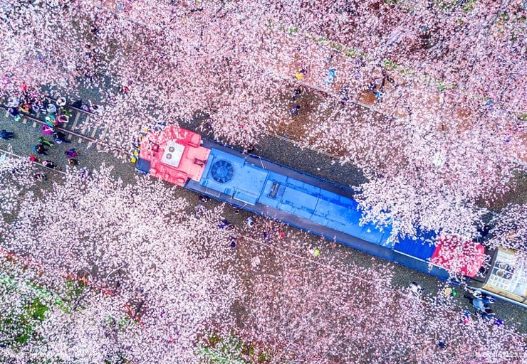 Gyeonghwa Railway Station, Jinhae Festival, South Korea