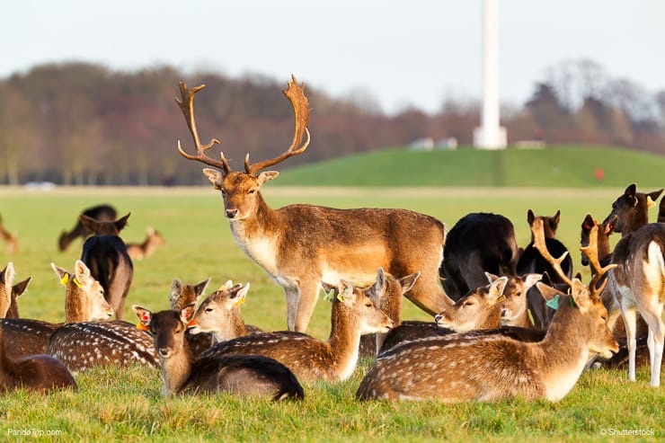 Phoenix Park, Dublin, Ireland