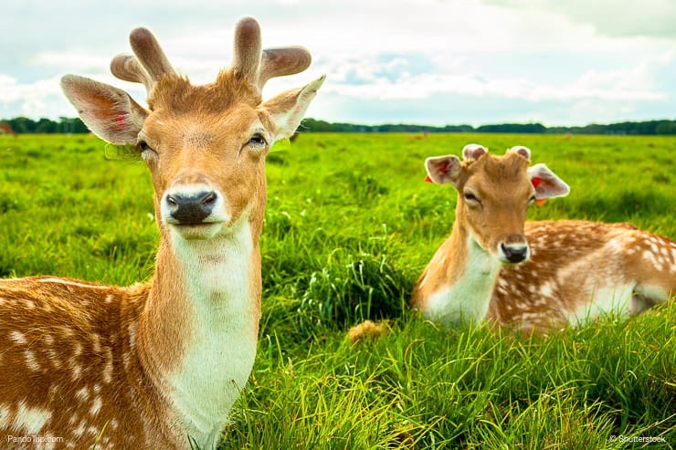 Phoenix Park, Dublin, Ireland