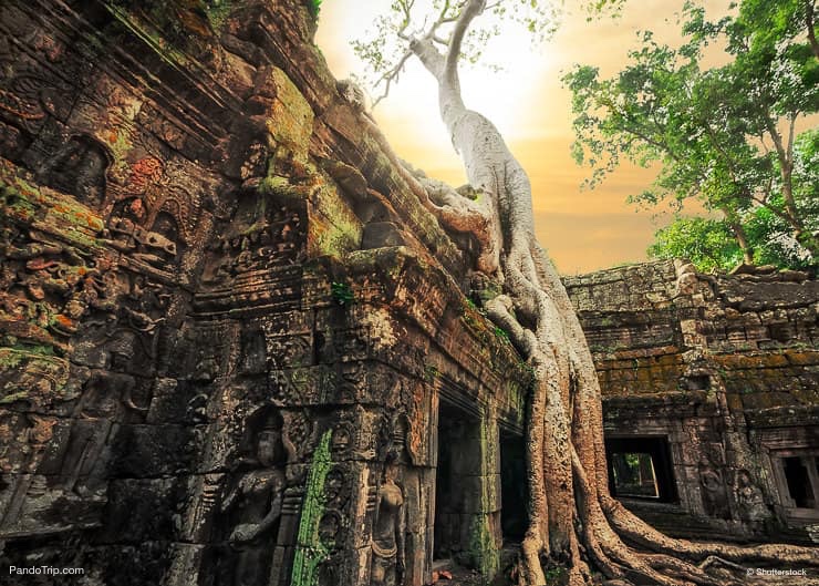 Ta Prohm Temple, Angkor, Cambodia