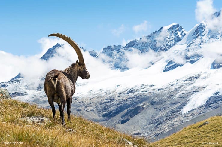 Alpine Ibex, Gran Paradiso National Park, Italy