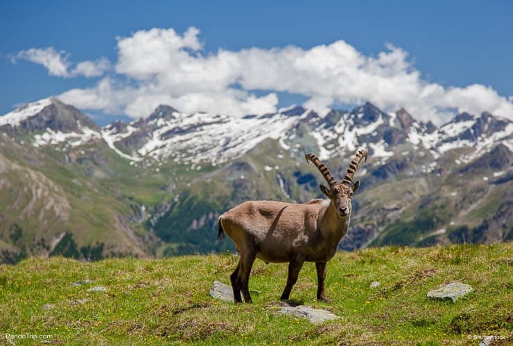 Goat in Gran Paradiso National Park, Italy