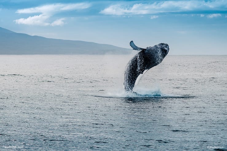 Whale jumping out of water in Iceland