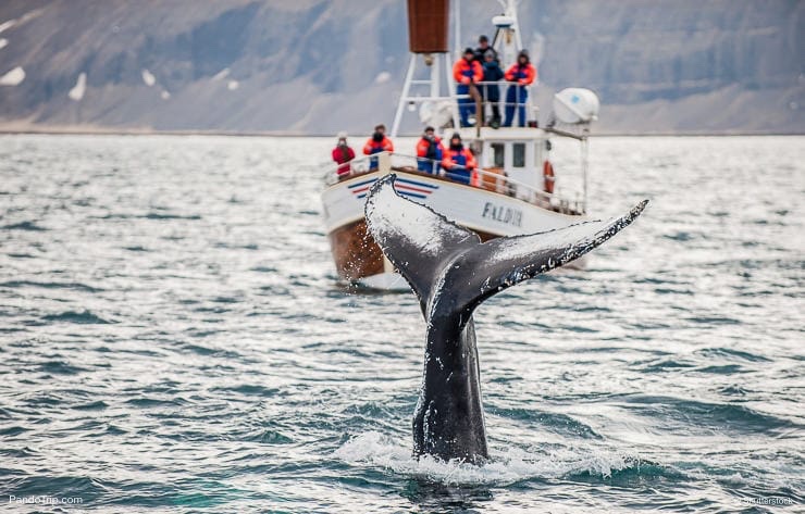 Whale watching in Iceland