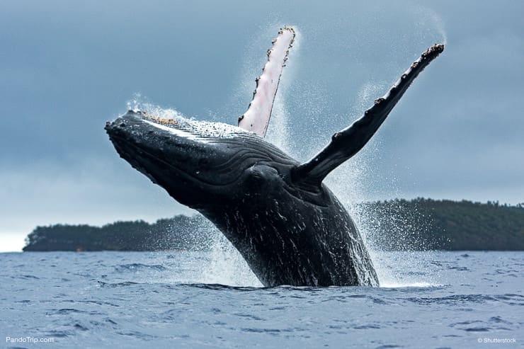 Humpback Whale Breaches out of the Waters. Vava'u Islands, Tonga