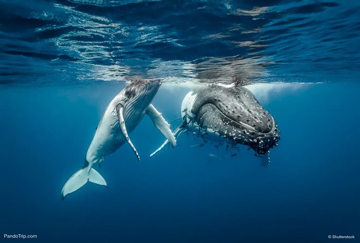 Humpback Whale Mom and Calf. Vava'u Islands, Tonga