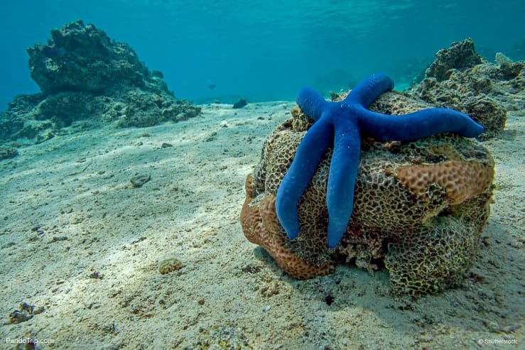 Sea Star. Vava'u Islands, Tonga