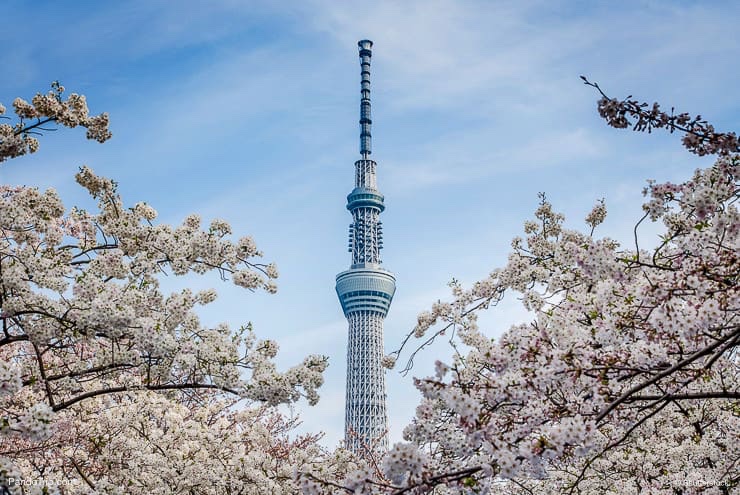 Tokyo Skytree with cherry blossoms in full bloom in Tokyo, Japan