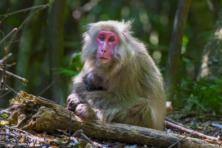 Yaku monkey in Yakushima Island, Japan