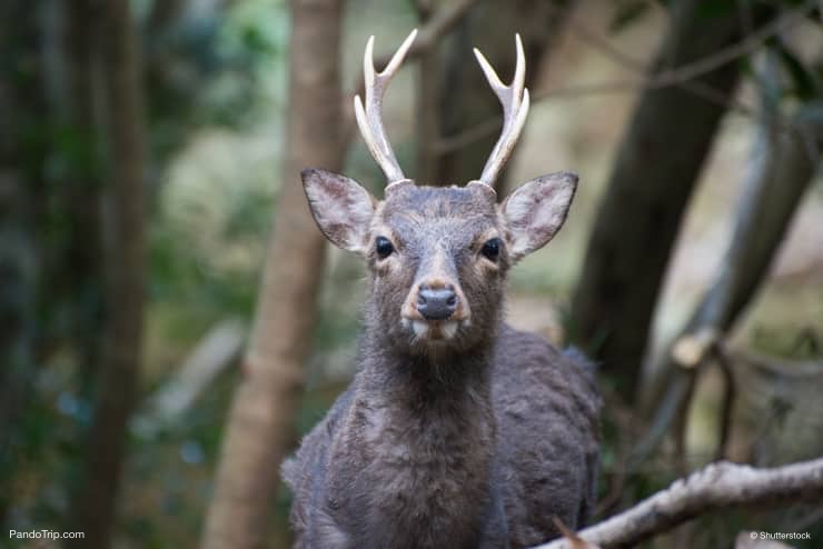 Yaku shika, japanese deer in Yakushima Island, Japan