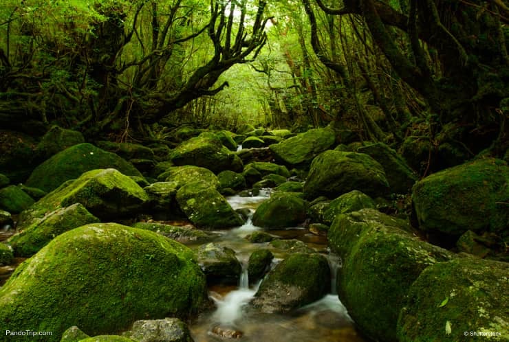 Yakushima Island, UNESCO World Heritage Site in Japan