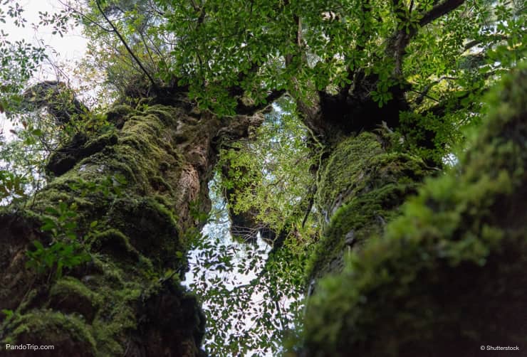 Yakusugi, Japanese cedar trees in Yakushima Island, Japan