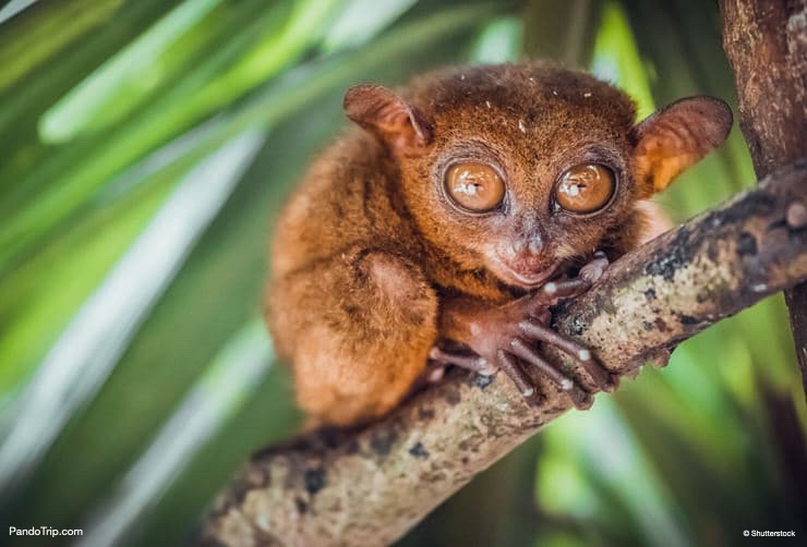 Tarsier in Philippine Tarsier and Wildlife Sanctuary, Bohol, Philippines