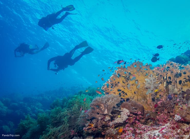 Tubbataha Reef, Puerto Princesa, Philippines