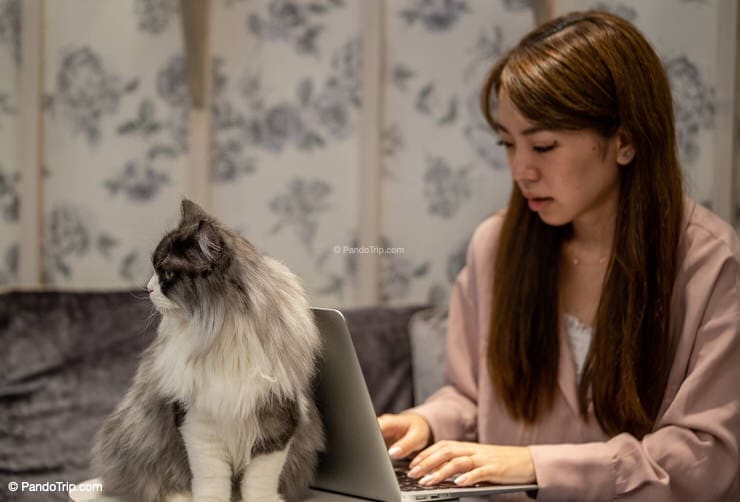 Cat Cafe MOCHA Harajuku in Tokyo