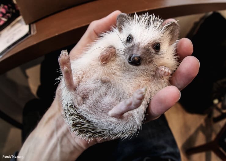 Hedgehog cafe in Tokyo