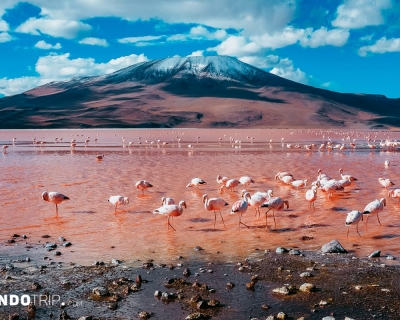 Bloody Red Laguna Colorada in Bolivia