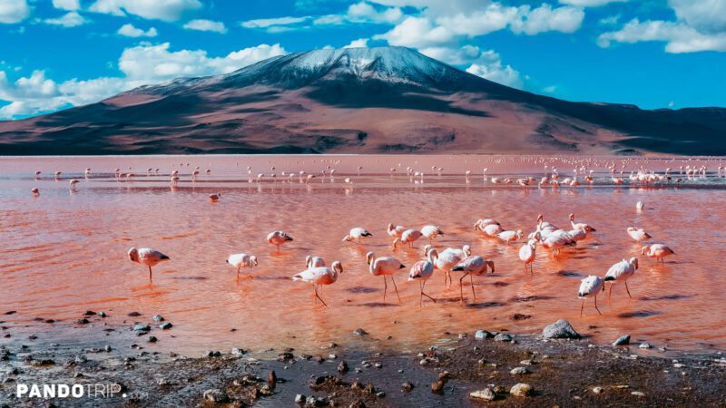 Bloody Red Laguna Colorada in Bolivia