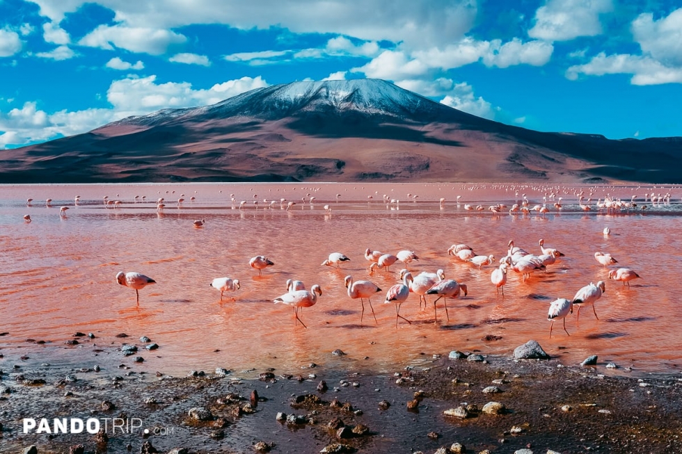 Bloody Red Laguna Colorada in Bolivia