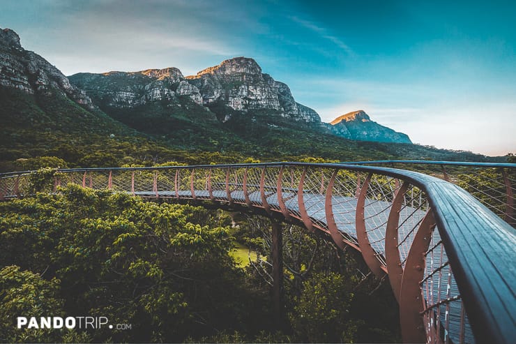 The Boomslang – a Walkway Above the Trees in South Africa