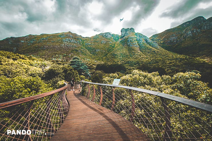 Boomslang (Tree Snake) Path