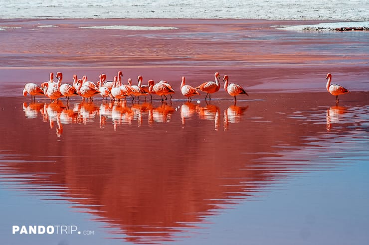 Flamingos Laguna Colorada