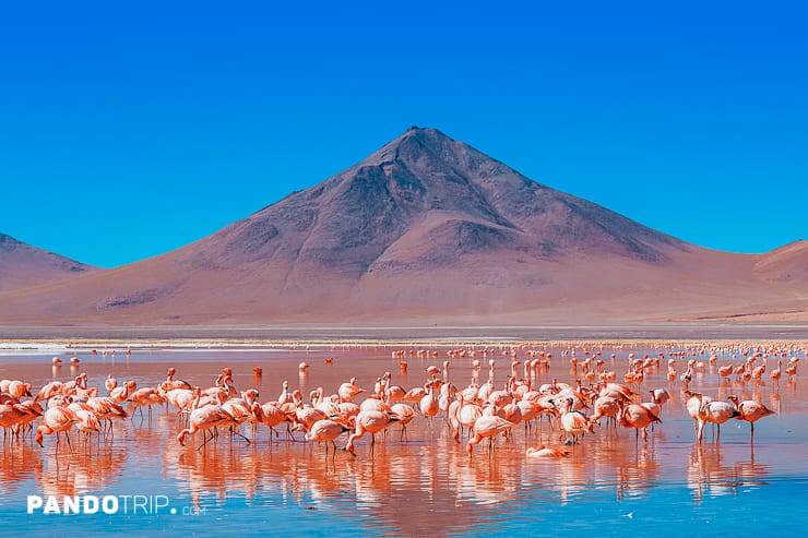 Bloody Laguna Colorada in Bolivia - Places See In Your Lifetime