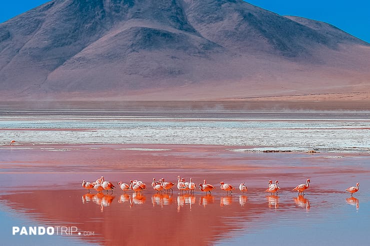Flamingos on Laguna Colorada