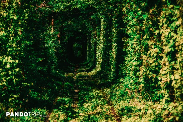 Green Tunnel of Love in Ukraine