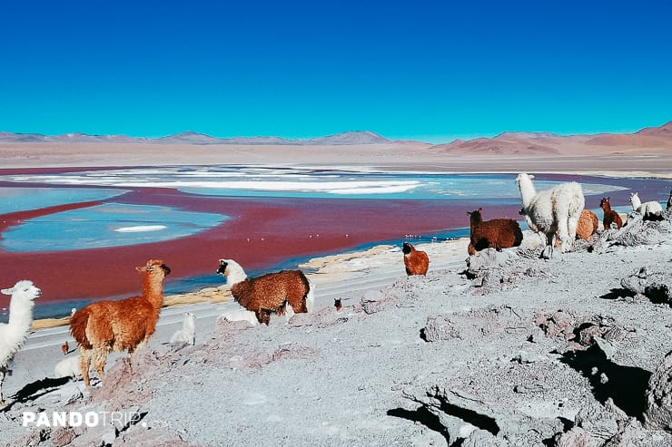 Llamas Laguna Colorada