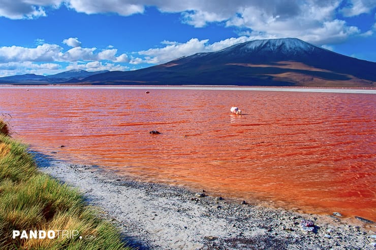 Red Laguna Colorada in Bolivia