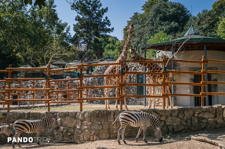 Belgrade City Zoo