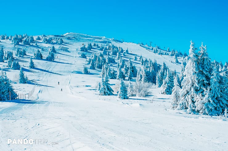 Kopaonik