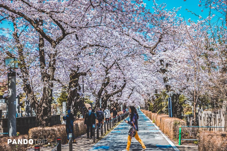 Aoyama Cemetery, Tokyo, Japan