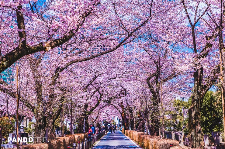 Aoyama Cemetery in Tokyo, Japan