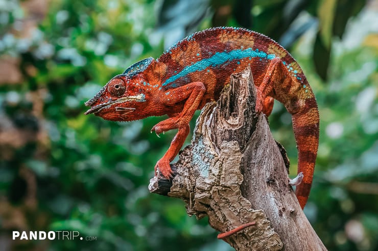 Chameleon in the Andasibe National Park, Madagascar