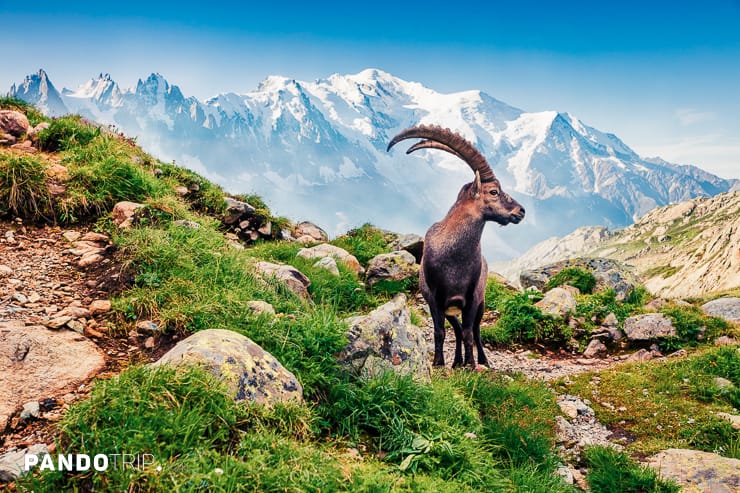 Vallon de Berard Nature Reserve, Graian Alps, France