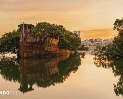 Floating Forest – an Unusual Attraction in Sydney, Australia