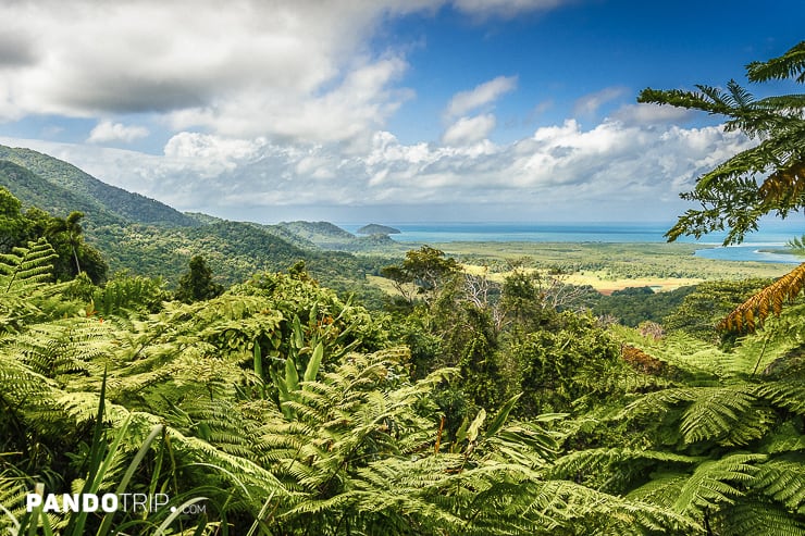 Daintree Rainforest